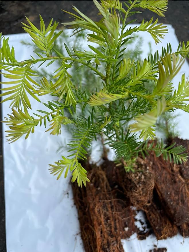 5 Coast Redwood Tree Seedlings- Native, Fast Growing, Animal Habitat (5 Conifer Trees Approx. 1.5 feet in Height)