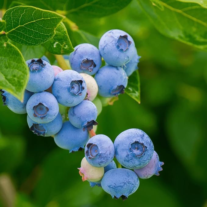 Northland Bare Root Blueberry Plant, 3-Year Old Plant - High-Yielding, Cold-Hardy Blueberry Variety from Hand Picked Nursery (1)