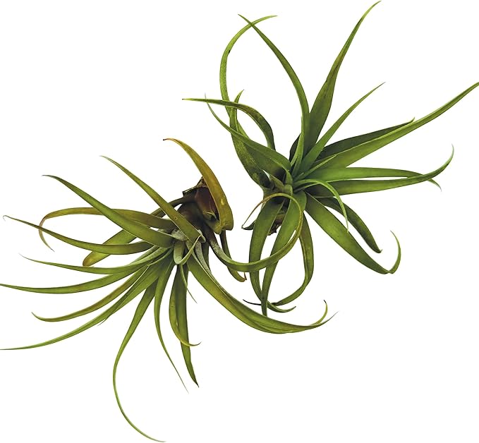 ragnaroc Air Plants - Tillandsia Capitata (Peach), Large 5-7” - 1 ct - Live Arrival Guaranteed - House Plants for Home Decor & Gift