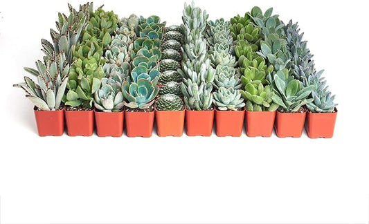 Shop Succulents Blue & Green Succulent Plant Pack Bulk Collection - Live Mini Succulent Plants, Low Maintenance, Mixture of Textures - Wedding and Party Favors, Gift & Garden, Pack of 64