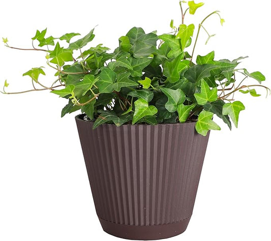 Thorsen's Greenhouse Live Green English Ivy Plant, Hedera Helix, Natural Air Purifier, Easy to Grow, Live Indoor Houseplant, (Chocolate - 6" Pot)