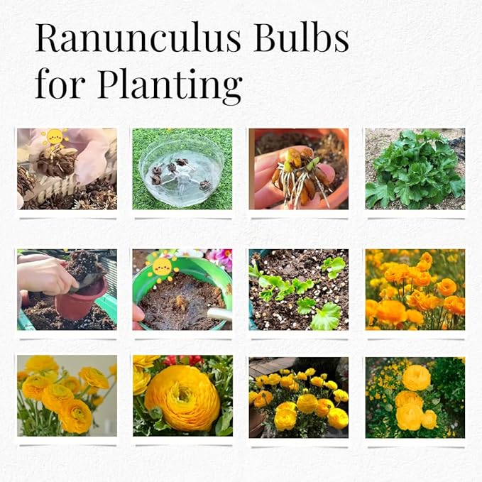 25 Ranunculus Bulbs for Fall Planting, Perennial Flowers Bulbs for Gardens, Vibrant Peony Buttercup Corms for Outdoor Borders (Yellow Ranunculus)