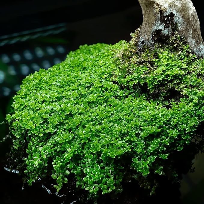 SubstrateSource Live Plant - Dwarf Baby Tears Hemianthus Callitrichoides Live Aquarium Plant Tissue Culture Cup - 100% Snail Free in Vitro (Dwarf Baby Tears)