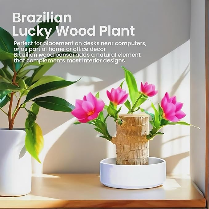 Lucky Wood Plant, Indoor Plant, Brazilian Wood Plants, About to Sprout, Office Desk Ornaments, Kitchen, Living Room (Mixing)