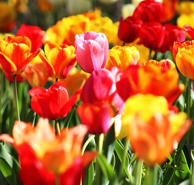Tulipa Fringed Mixture Tulip Bulbs Size 11/12 for Planting - Plant in Fall, Winter or Early Spring (Apeldoorn Mixture, 15, Count)