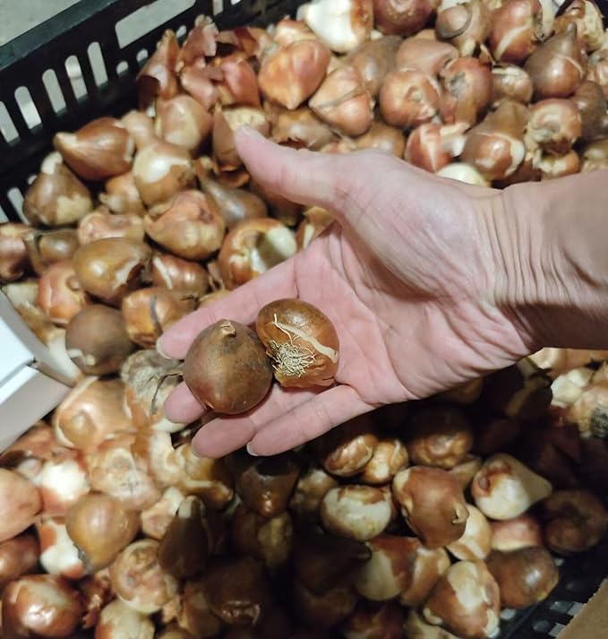 10 Triumph Tulip Bulbs for Fall Planting Mixed Perennial Flower Tulip Bulbs Changing Colors Mixture Size 12+ (All Season Barn Mixture)