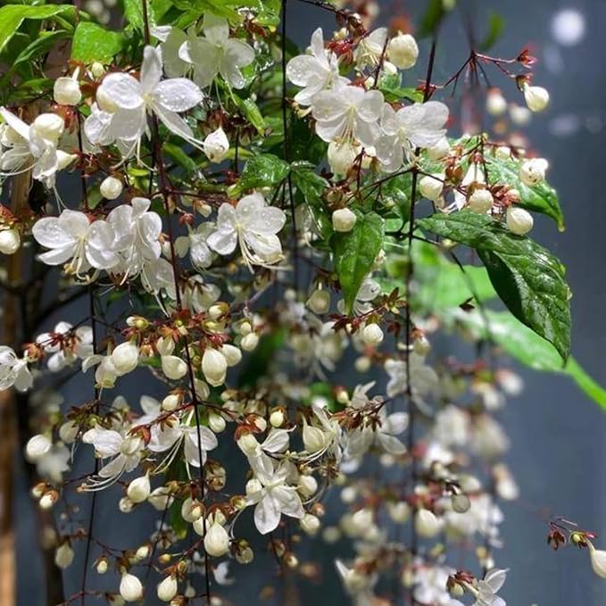 1 Clerodendrum Wallichii Smithianum Plant 5-9 Inc Tall - Light Bulb White Chain of Glory Light Clerodendrum Live Plant - Great for Beautifying Indoor and Outdoor Spaces
