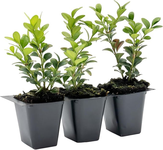 3 Winter Gem Boxwood in 2.5” Nursery Cubes (Buxus microphylla VAR. Japonica) | Evergreen Shrub for Hedges, Borders & Topiary | Ready-to-Plant Live Starter Plants