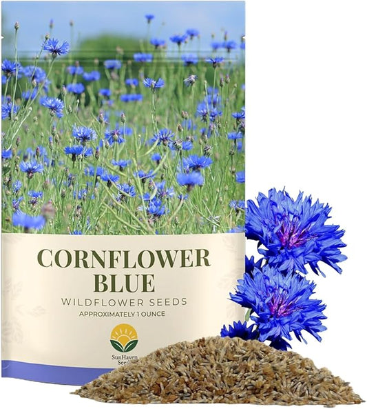 Blue Cornflower Seeds - Bachelor Button (Centaurea Cyanus) - Extra Large 1 oz Packet with Over 5,500 Open Pollinated Wildflower Seeds for Full Sun Gardens