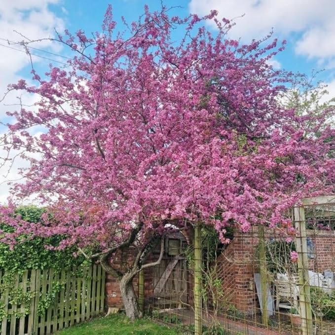 Cherry Blossom Tree, Dark Pink Cherry Tree Live Plant, 6-12 Inch Tall in 2.5 Inch Pot, Dormant in Winter