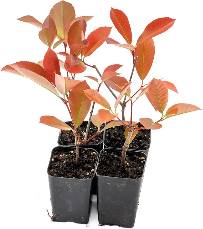 4 Red Tip Photinia, Photinia x fraseri, Thriving in Extra Deep Nursery Cubes