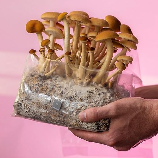 North Spore 'ShroomTek' + Spore Boostr All-in-One Mushroom Grow Bag | Grow Dung-Loving Mushrooms Like Magic Right in The Bag | Just Add Your Own Spores | Made by Mycologists