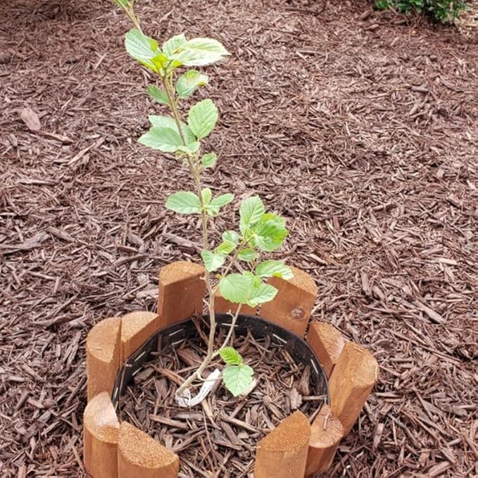 2 Witch Hazel Trees/Shrubs - 8" Tall Live Plants - 4" Pots - Hamamelis virginiana