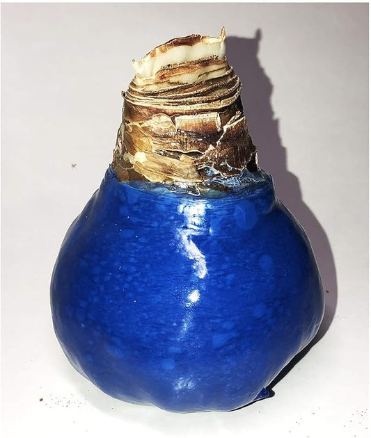 Waxed Red Amaryllis Bulb