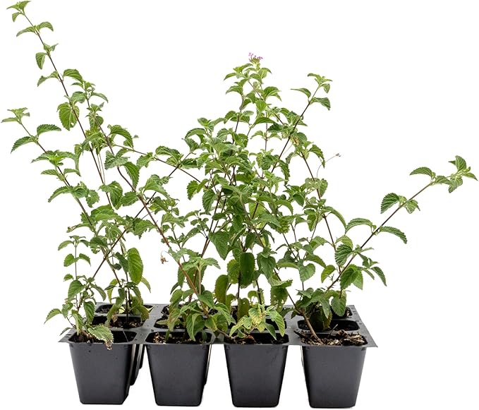 12 Lavender Lantana in 2.5” Nursery Cubes (Lantana montevidensis) | Trailing Live Evergreen Shrub for Containers & Landscapes | Ready-to-Plant Live Starter Plants