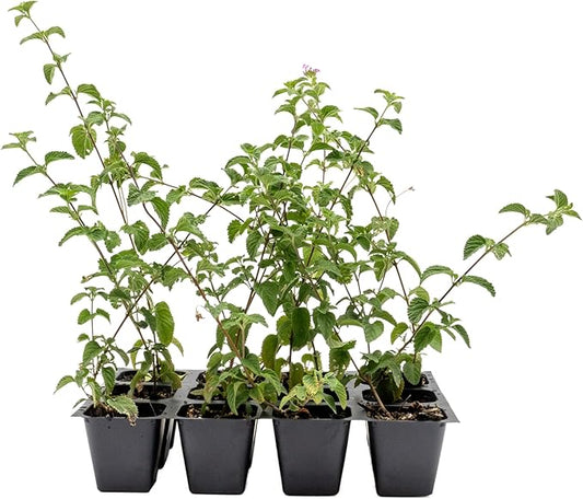 12 Lavender Lantana in 2.5” Nursery Cubes (Lantana montevidensis) | Trailing Live Evergreen Shrub for Containers & Landscapes | Ready-to-Plant Live Starter Plants