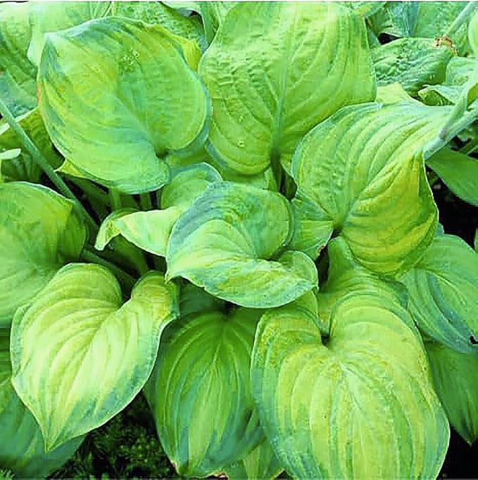 Aureo Marginata Hosta - Shade Plant 24" Tall - 36" Wide