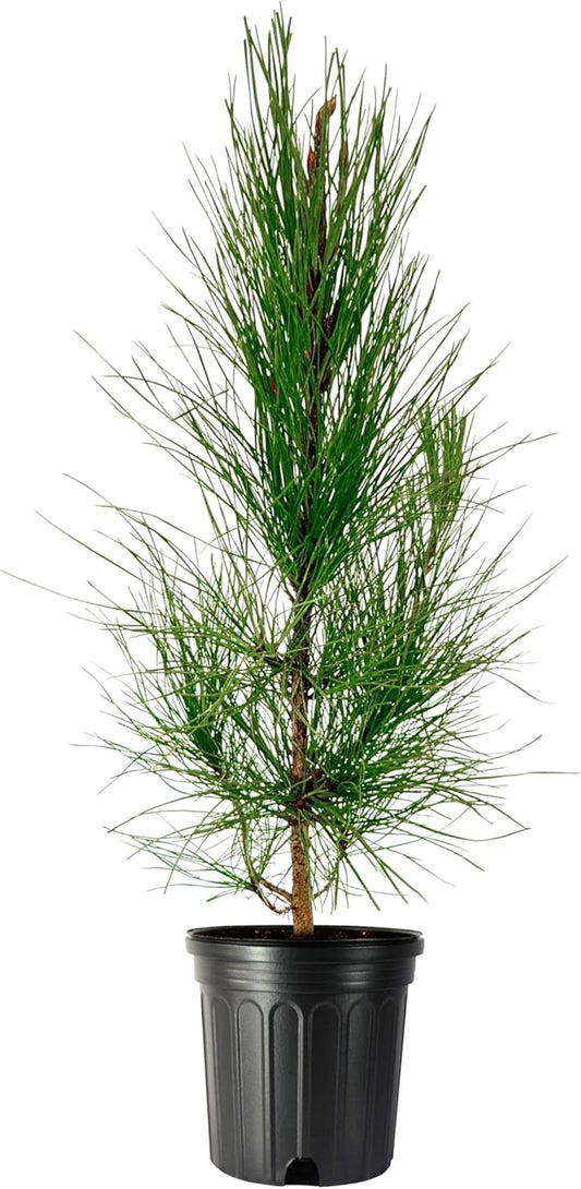 Slash Pine Tree | 3 Large Gallon Size Pots | Pinus elliottii | Fast-Growing Evergreen | Landscape Shade Plants