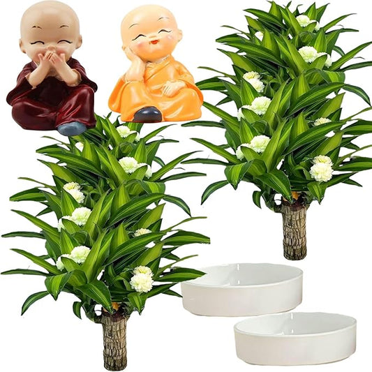 Brazilian Lucky Wood Plant, Brazilian Wood with Energy Crystals, Low-Light Office, Bedroom Decor, Home Good Luck Decor (Yellow+Purple)