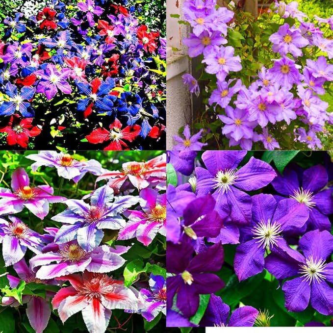 Random Clematis Vine Plants Live in Pot, 8 Months Old Seedlings Climbing Flowering, Outdoor Trellis Fences, Cold Hardy