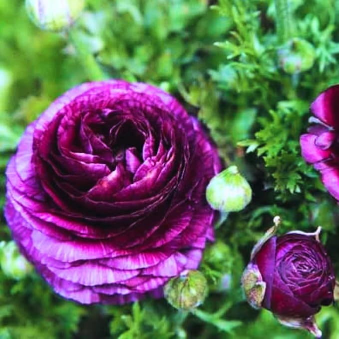 25 Ranunculus Bulbs for Fall Planting, Perennial Flowers Bulbs for Gardens, Vibrant Peony Buttercup Corms for Outdoor Borders (Purple Ranunculus)
