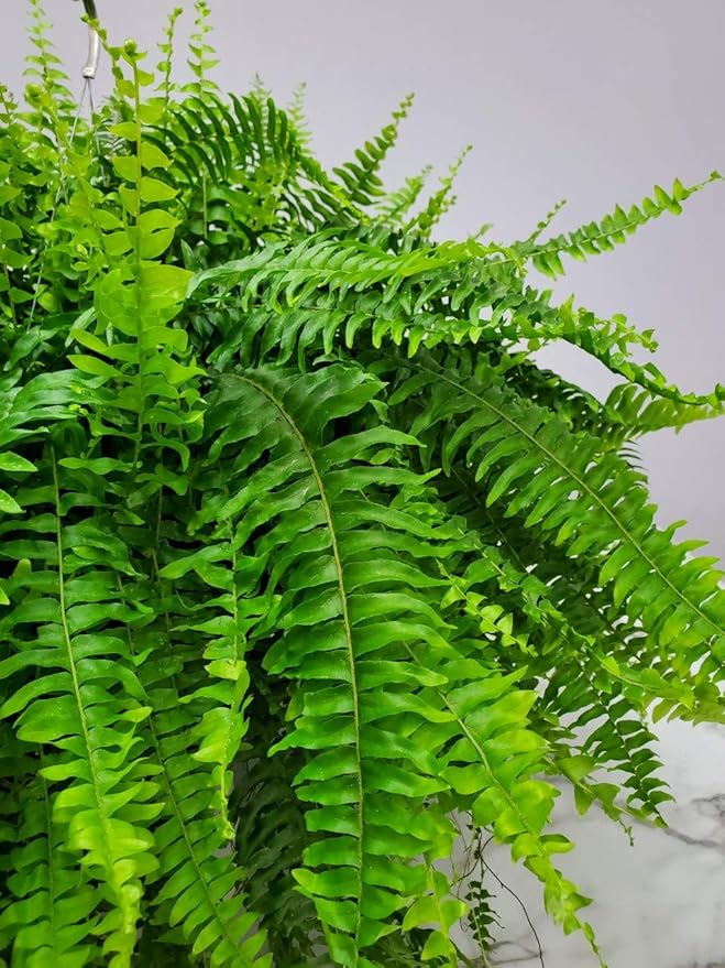 Live Boston Fern Hanging Basket Plant (10" Hanging Basket) - Overall Spread 25" to 30" - Tropical Plants of Florida