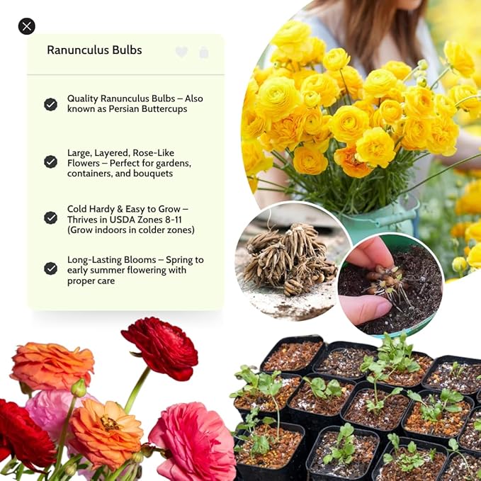 Ranunculus Bulbs for Planting, 25 Yellow Ranunculus Bulbs for Fall Planting, French Peony Ranunculus Corms Bulk Ranunculus Flowers Buttercups, Butterfly Ranunculus Bulbs to Grow
