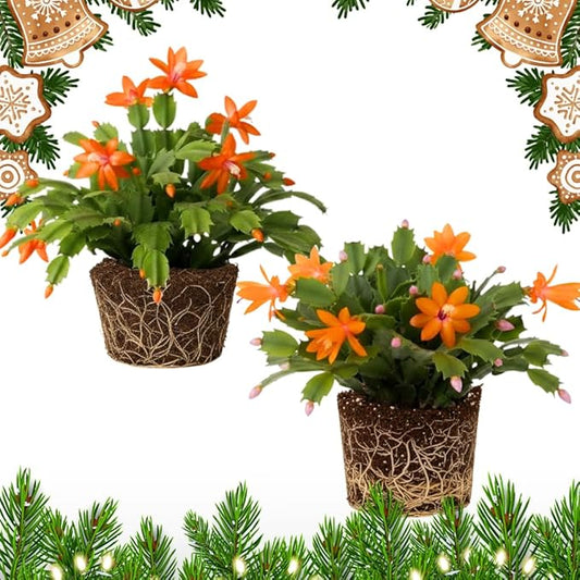 2 Orange Christmas Cactus Plants, Thanksgiving Cactus 3-6 Inch Tall, Winter Succulents Flowers Container Hanging Basket Indoor Outdoor Planting