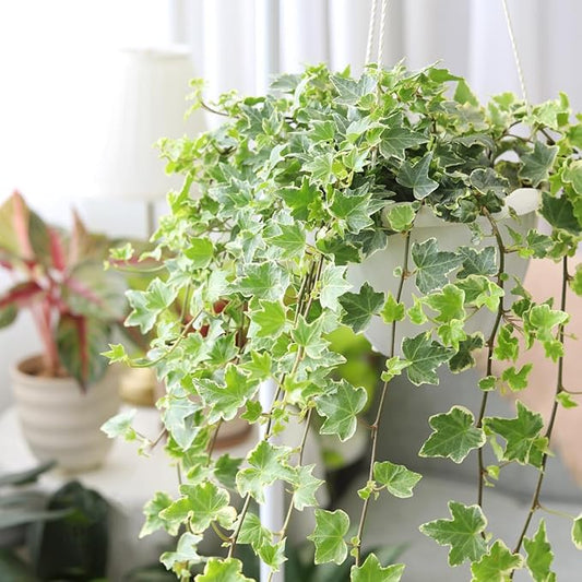 Glacier English Ivy (6" Grower Pot) - Trailing Indoor Houseplants - Eye-catching Ivy Plants - Live Healthy Trailing Houseplant for Home Office Decoration