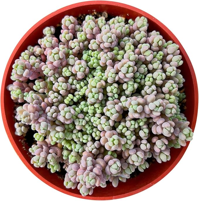 Sprout N Green 4" Sedum Dasyphyllum 'Minor', Live Succulent Fully Rooted in Pots, Rare House Plant for Home Office Indoor Outdoor Wedding Decoration, DIY Projects, Party Favor