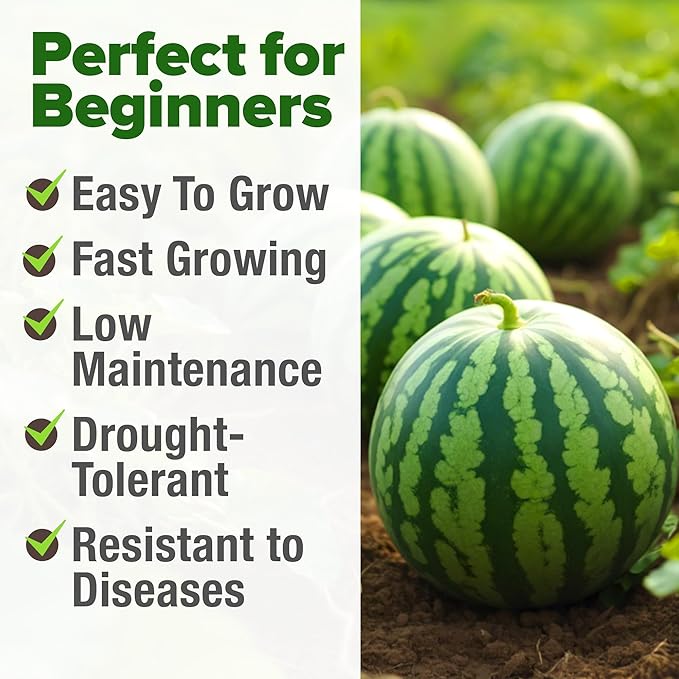 HOME GROWN Watermelon Vegetable Seeds (Crimson Sweet) – 15 Non-GMO, Heirloom Water Melon (7g) for Planting in Home Gardens or Beds Outdoors – Citrullus lanatus
