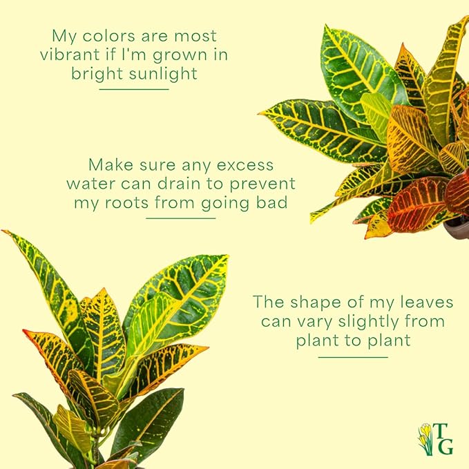 Thorsen's Greenhouse Live Petra Croton Plant, Codiaeum Variegatum, Colorful Foliage, Live Indoor Houselant (Nursery Pot, 4-inch Pot)