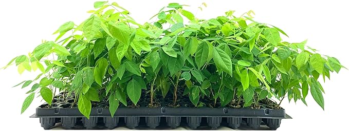Amethyst Falls Wisteria Frutescens Vine | 3 Live Plants | Beautiful Drought Tolerant Fragrant Purple Flowering Vine