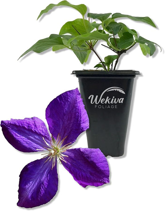 Clematis Jackmanii - Live Starter Plant in a 2 Inch Growers Pot - Starter Plants Ready for The Garden - Beautiful Violet Purple Flowering Vine