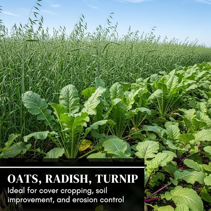 Cover Crop 3 Seed Mix - Oats, Daikon Radishes and Purple Top Turnips - Winter Kills, Promotes Earth Worms, Tons of Forage (2 Pounds)