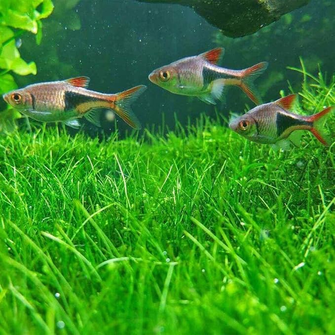 3 Pack Freshwater Aquarium Decor, Easy Growing Dwarf Carpet for Fish Tank/Terrarium, Natural Aquatic Plant Growth Material (Short Hair Grass)