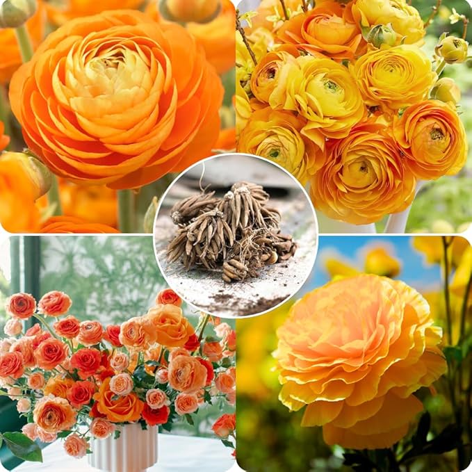 25 Ranunculus Bulbs for Fall Planting, Perennial Flowers Bulbs for Gardens, Vibrant Peony Buttercup Corms for Outdoor Borders (Orange Ranunculus)
