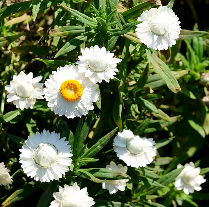 White Bracteatum Seeds for Planting - 1000 Bracteatum Seeds White Flower Seeds for Outdoor Home Garden Flower Seeds Gardening Supplies
