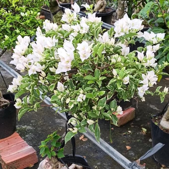 2 Bougainvillea Plants Live, Trailing Flowering Vines, 5-9” Tall, Well-Rooted Bougainvillea Trees for Outdoor Garden or Patio (Coconut Ice Bougainvillea)