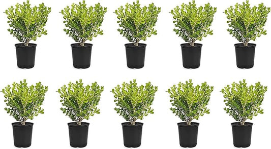 Japanese Boxwood | 10 Live 4 Inch Pots | Buxus Microphylla | Formal Evergreen Low Maintenance Hedge