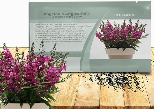 Outsidepride Serenita Raspberry Angelonia Snapdragon Seeds for Planting - 30 Pcs Perennial Flower Seeds, Pollinator-Friendly, Heat, Humidity & Drought-Tolerant, Compact Growth Habit for Containers