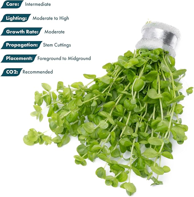 SubstrateSource Live Aquarium Stem Plants - Freshwater Aquatic Plant for Fish Tanks, Aquascaping - (Micranthemum Umbrosum Giant Baby Tears, 1 Bunch)