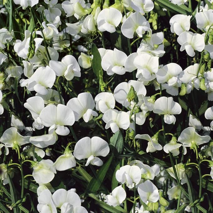 Outsidepride Pearl White Sweet Pea Seeds - 200 Pcs Perennial, Easy to Grow, Vine Seeds for Planting Fragrant, Long-Lasting Flowers with Free-Flowering Habit & Tall Size for Vertical Gardens