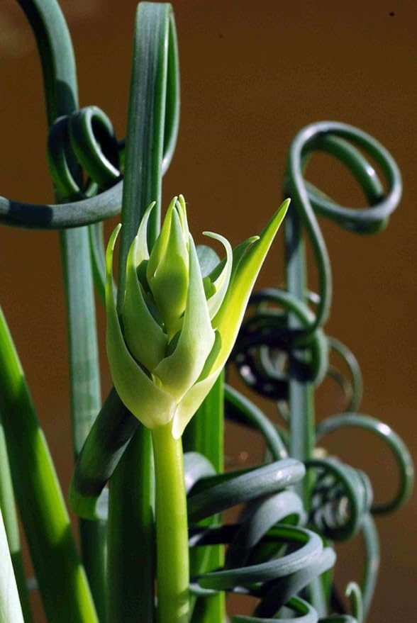 Rare Frizzle Sizzle Plant - Albuca spiralis - 2 Bulbs - Succulent House Plant