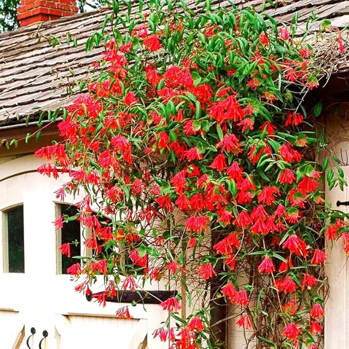 Red Coral Honeysuckle Live Plant Well-Rooted, 5-9" Red Honeysuckle Plant Live, Honeysuckle Vine Bush for Planting, Bush Honeysuckle