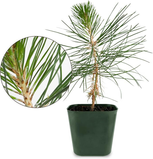 My Shelfie - Japanese Black Pine Bonsai Tree, 3-5-Inch Tall Bonsai Tree Live, Live Plants for Outdoor or Indoor Garden, Mini Tree in 2-Inch Pot