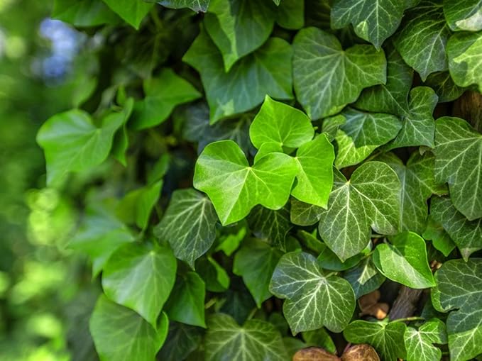 English Ivy Tree - 5 Live Plants in 4 Inch Pots - Hedera Helix - Florist Quality - Stylish Air Purifying Topiary Houseplant Vine