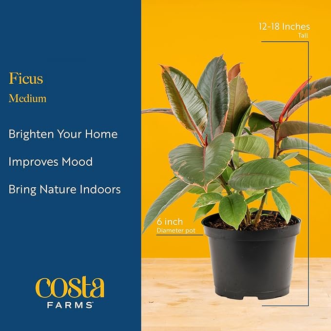 Costa Farms Ficus Live Plants in Decorative Pot, Indoor Houseplant, Assorted Variety, Perfect for Home, Room, or Office Decor, Great House Warming or Birthday Gift, 12-18 Inches Tall, Pack of 2