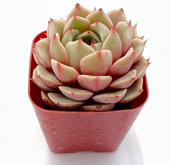 Sprout N Green Echeveria Ben Badis, 1 Live Mini Succulent Plant Fully Rooted in 2 inch Starter Pot, Real House for Indoor Outdoor Home Office Wedding Decoration Party Favor