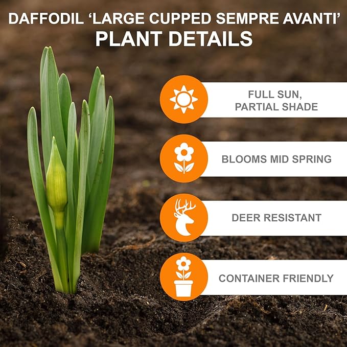Garden State Bulb Narcissus Large Cupped Sempre Avanti Daffodil Flower Bulbs, 16/18cm, Fall Planting (Bag of 100)